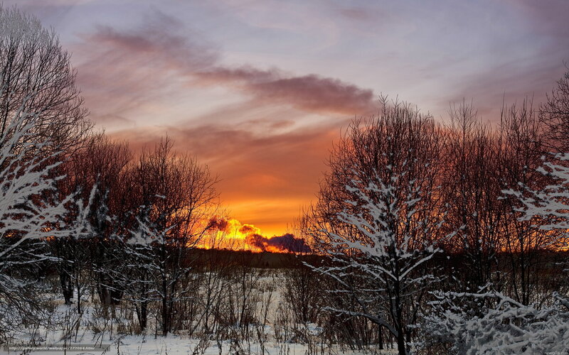 Winter sunset with snow-covered trees