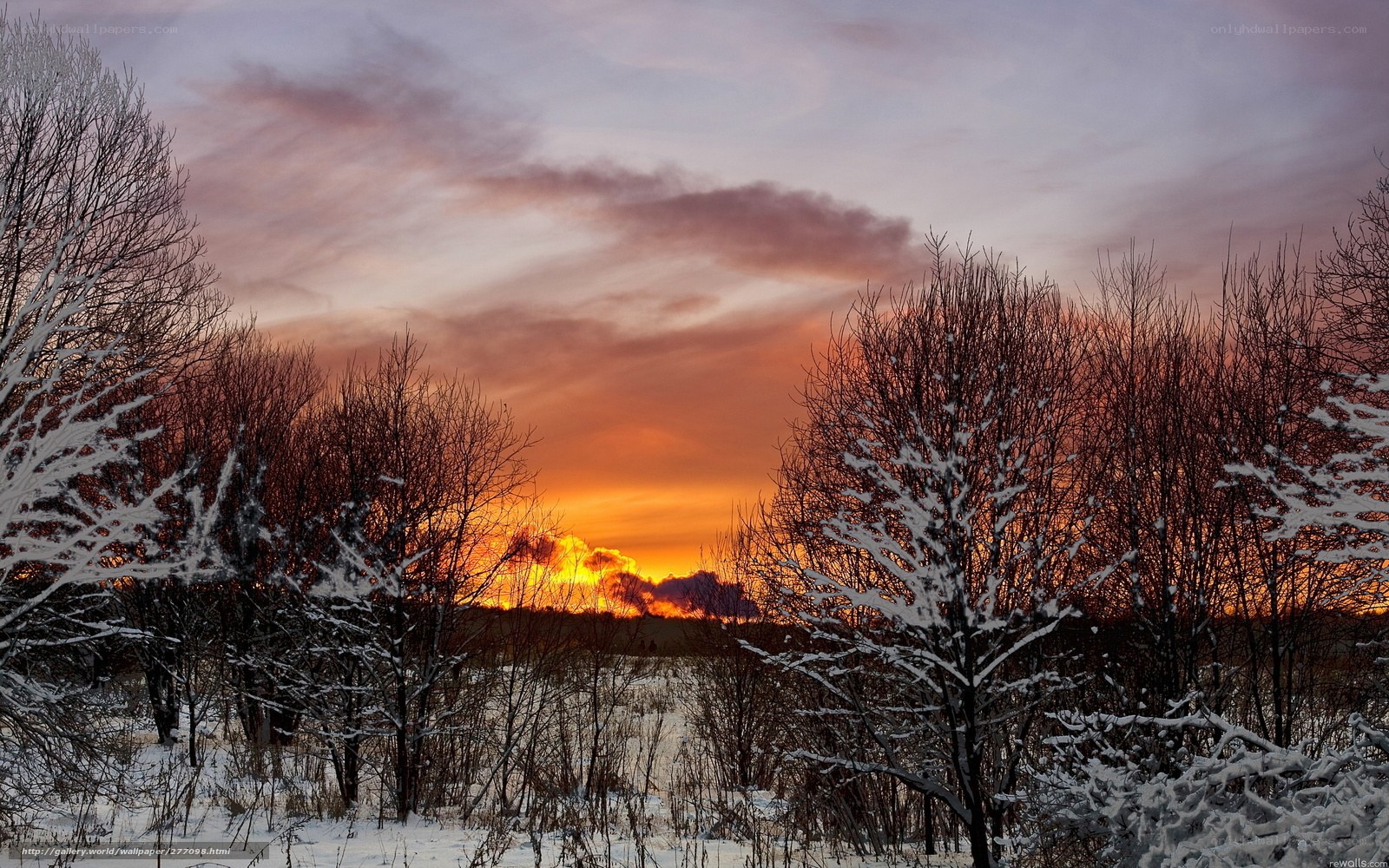 Winter sunset with snow-covered trees