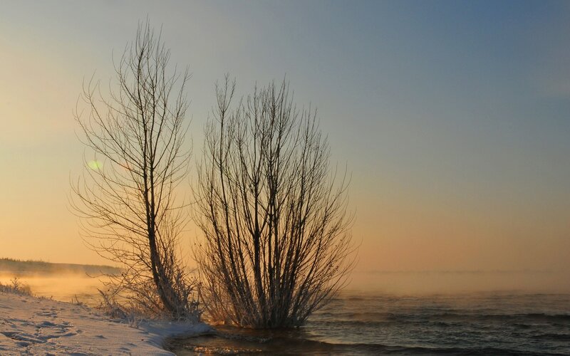 Winter trees at sunrise