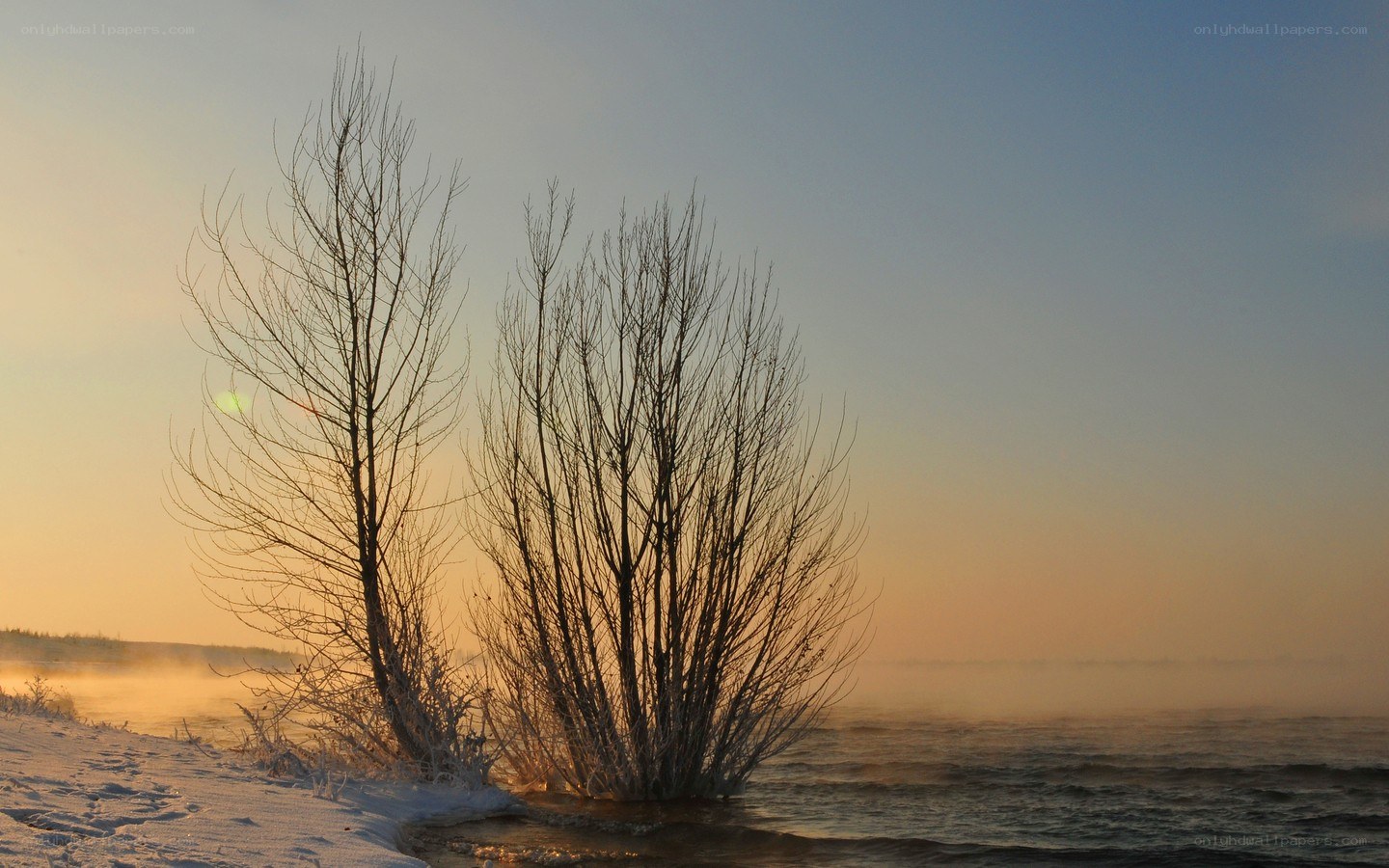 Winter trees at sunrise