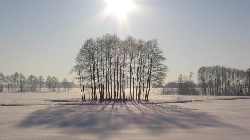 Winter trees casting long shadows
