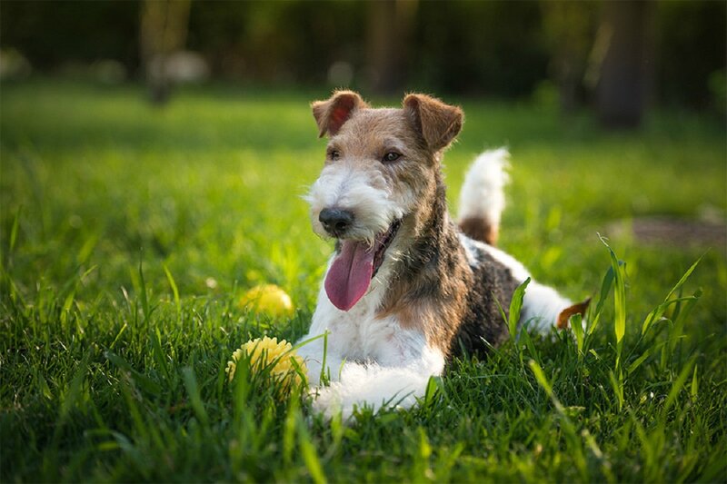 Wire Fox Terrier Dog — Green