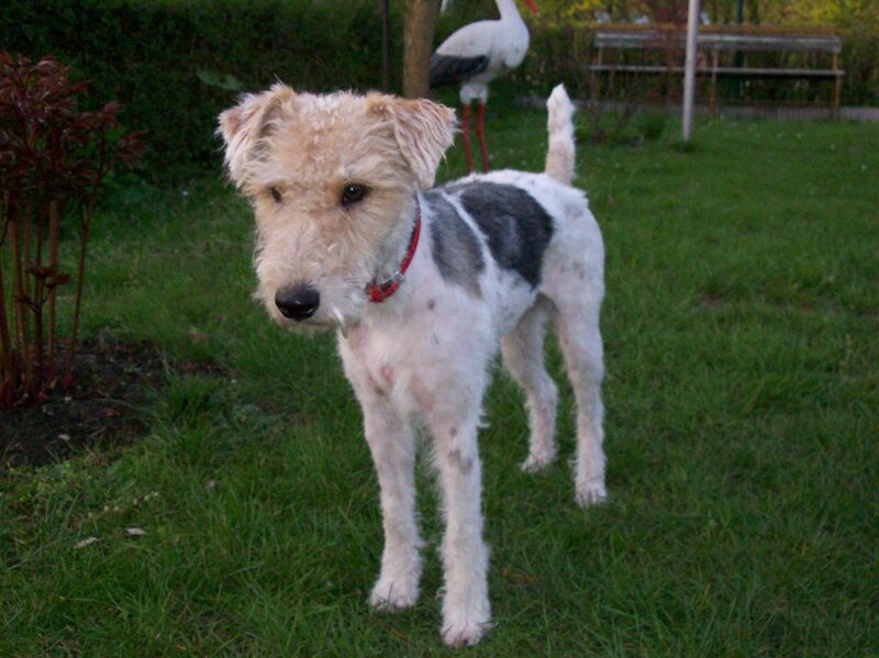 Wire Fox Terrier Dog