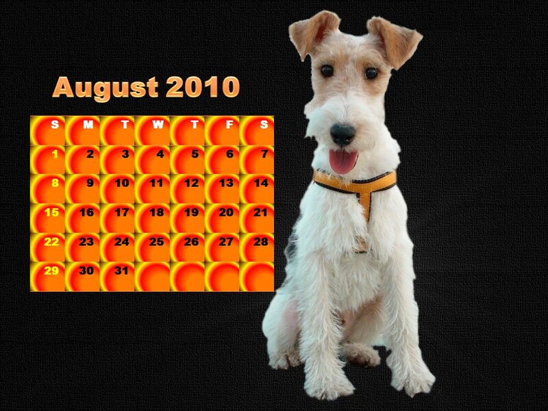Wire Fox Terrier Dog — White