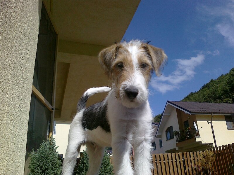 Wire Fox Terrier Puppy