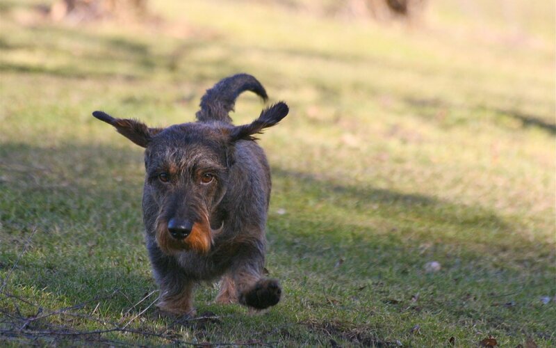 Wire-haired Dachshund — Green