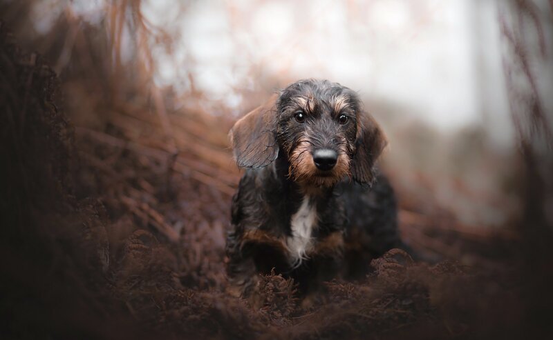 Wire-haired Dachshund Puppy — Brown