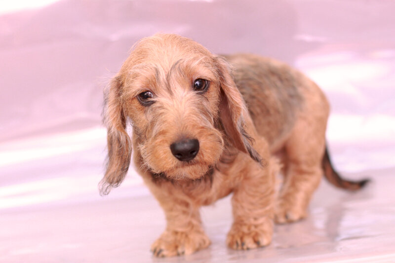 Wire-haired Dachshund Puppy