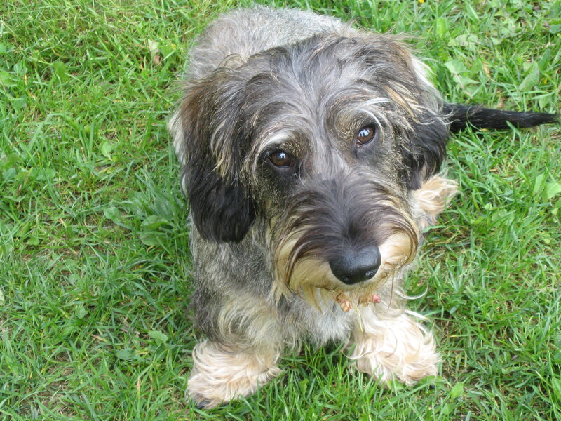 Wire-haired Dachshund