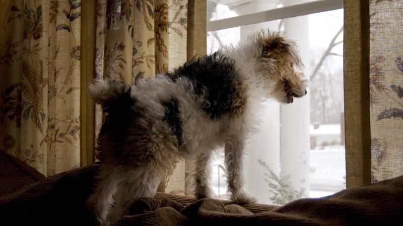 Wire-haired Dog by Window