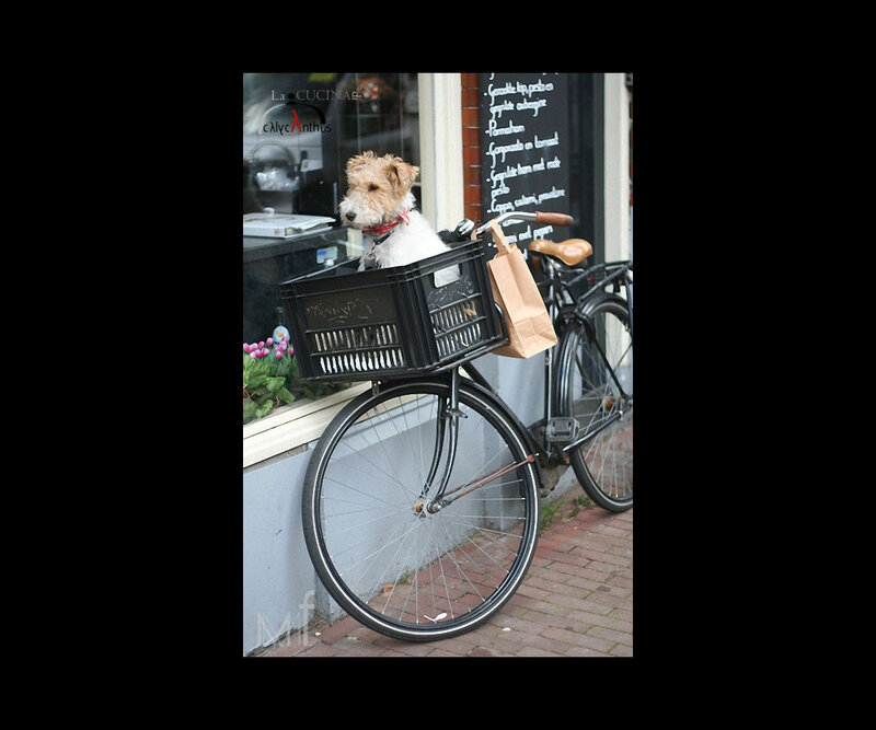 Wire-haired Dog in Basket