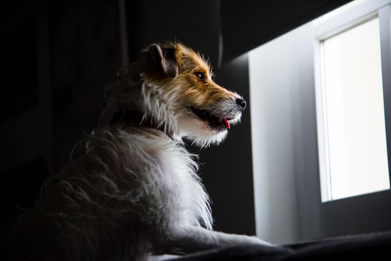 Wire-haired Dog in Profile