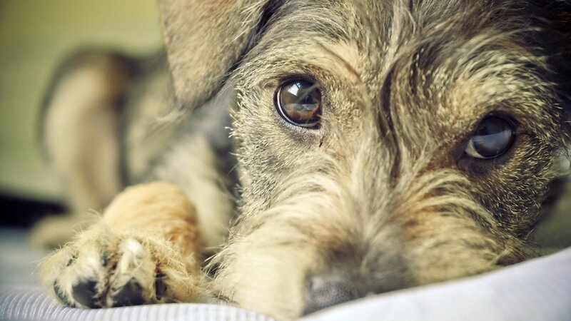 Wire-haired Dog Lying Down — Brown