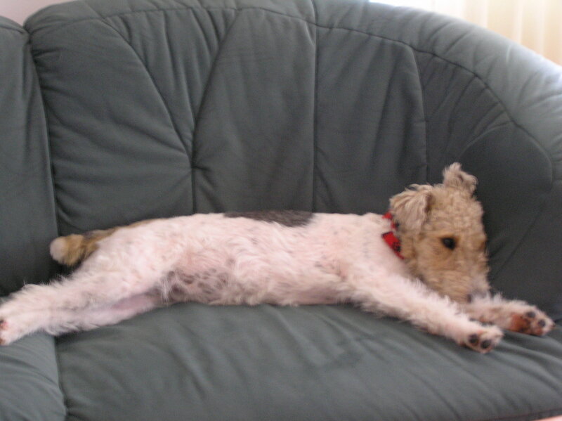 Wire-haired Dog on Couch