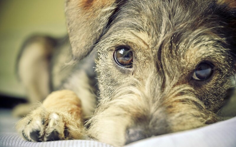 Wire-haired Dog Resting — Brown