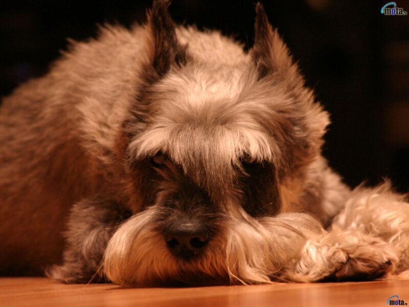 Wire-haired Dog Resting