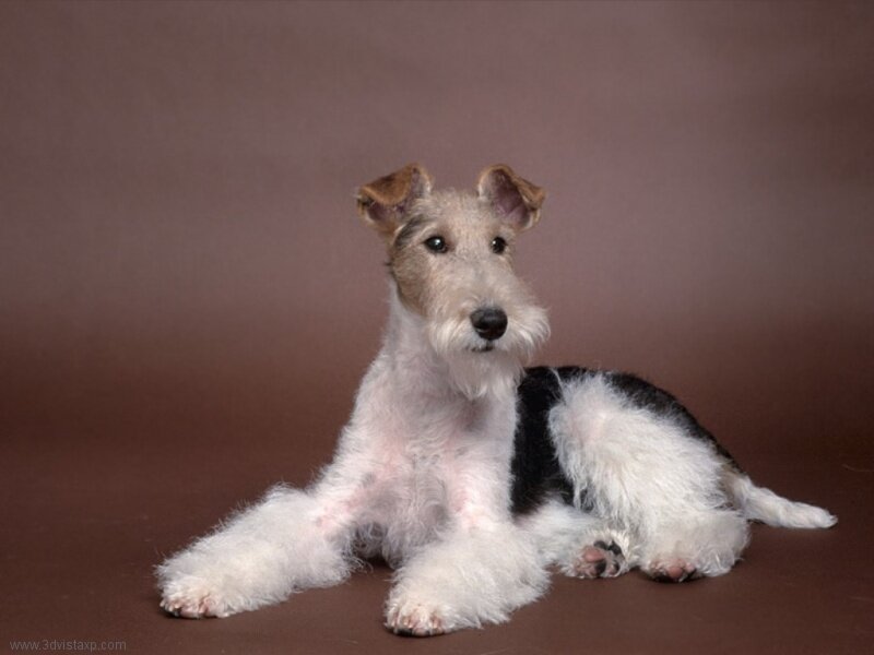 Wire-haired fox terrier dog