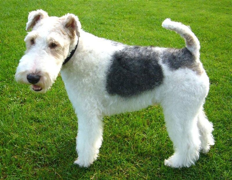 Wire-haired fox terrier on grass