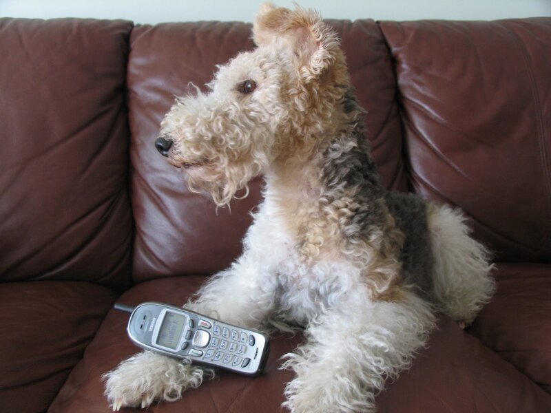Wire-haired Fox Terrier