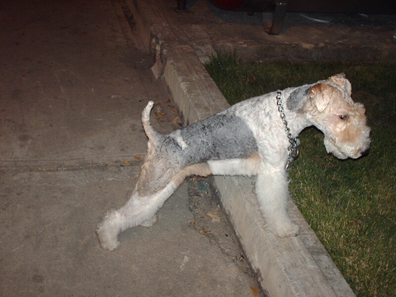 Wire-haired Fox Terrier — White