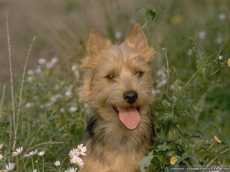 Wire-haired Terrier in Field