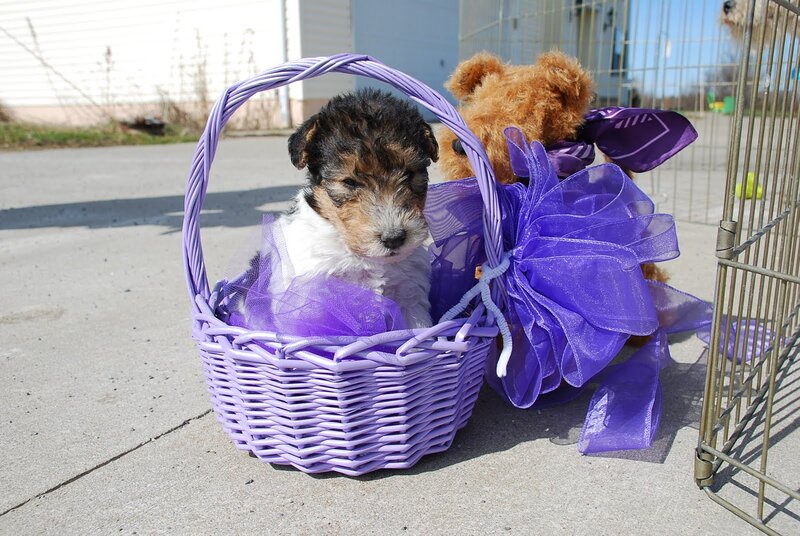 Wire-haired Terrier Puppy — Purple