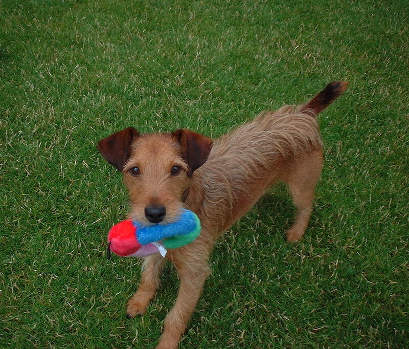 Wire-haired Terrier Puppy