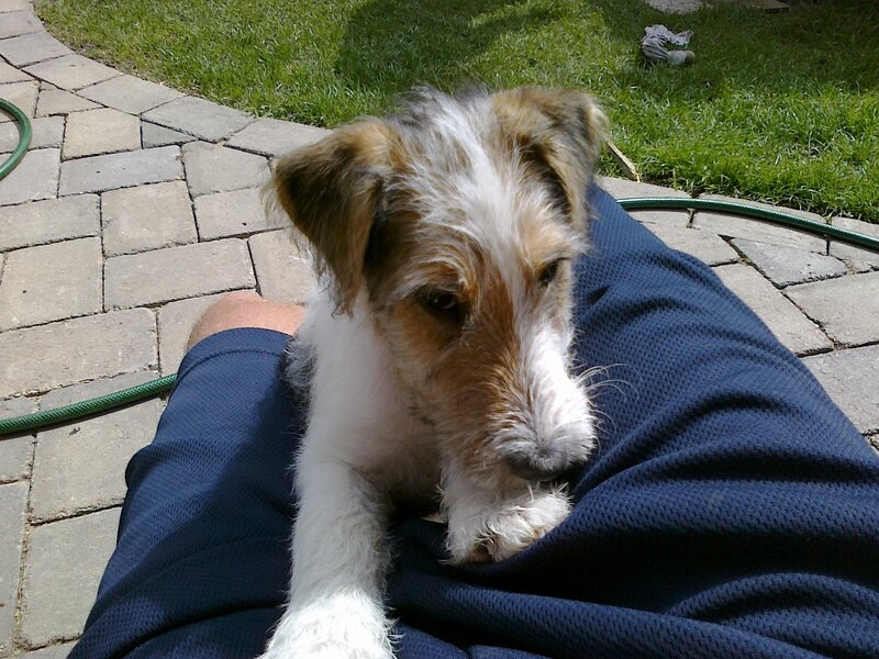 Wire-haired Terrier Puppy — White