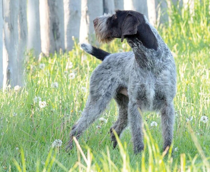 Wirehaired Pointing Griffon