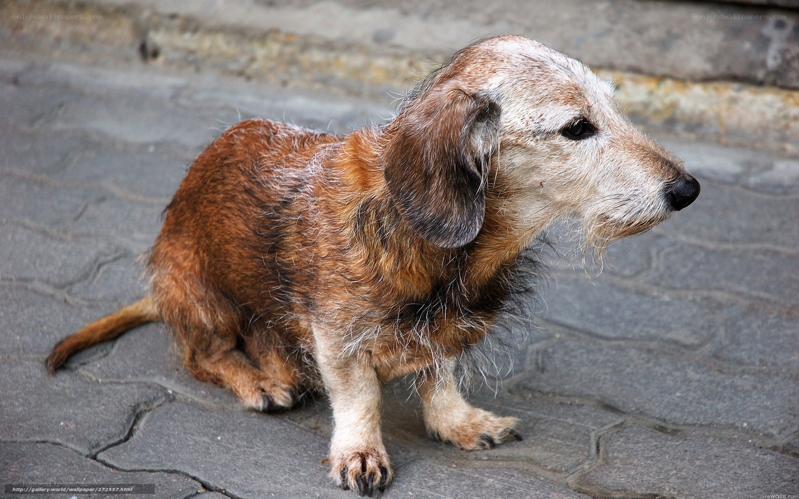 wiry-haired dachshund on pavement