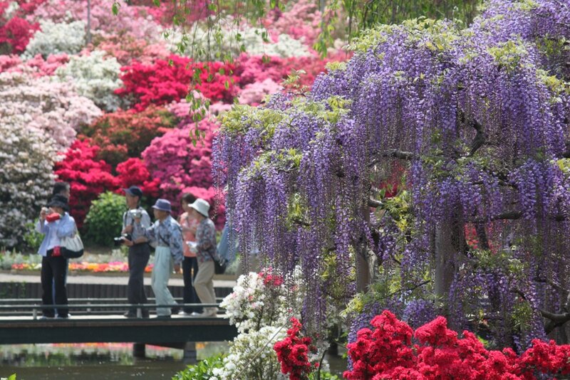 Wisteria and Azalea Flowers — Purple