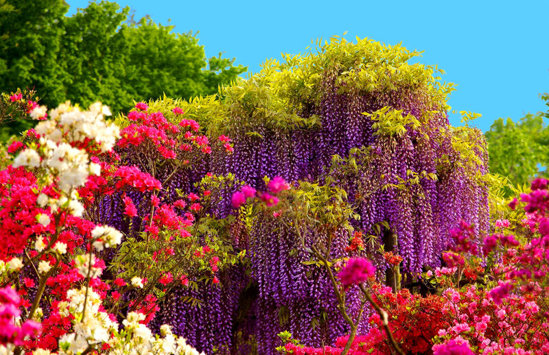 Wisteria and Azalea Flowers — Purple, Vibrant, Spring