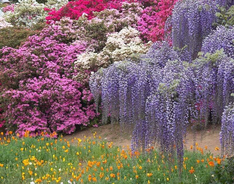 Wisteria and Azalea Flowers