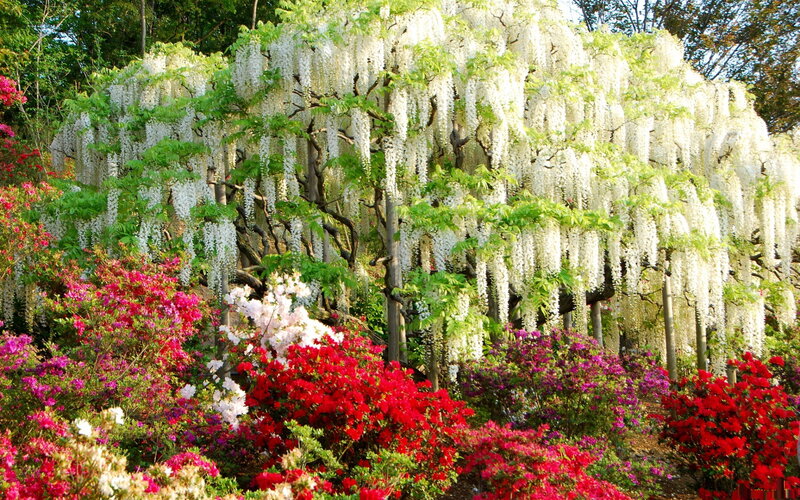 Wisteria and Azalea Flowers — White, Serene, Spring