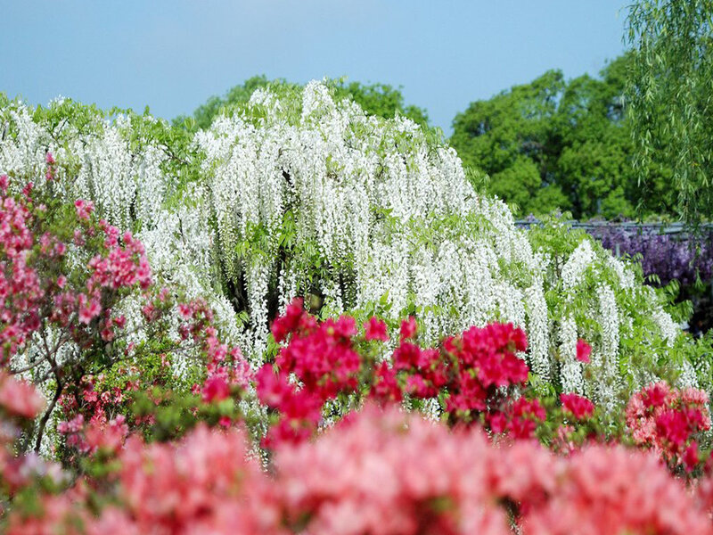 Wisteria and Azalea Flowers — White, Serene