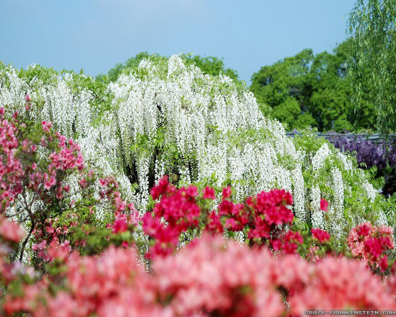 Wisteria and Azalea Flowers — White