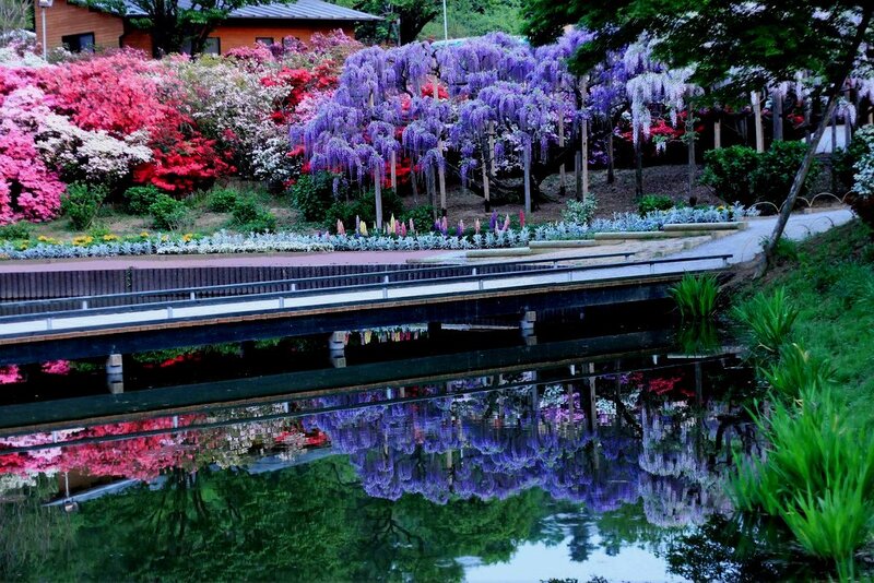 Wisteria and Azalea Garden — Purple