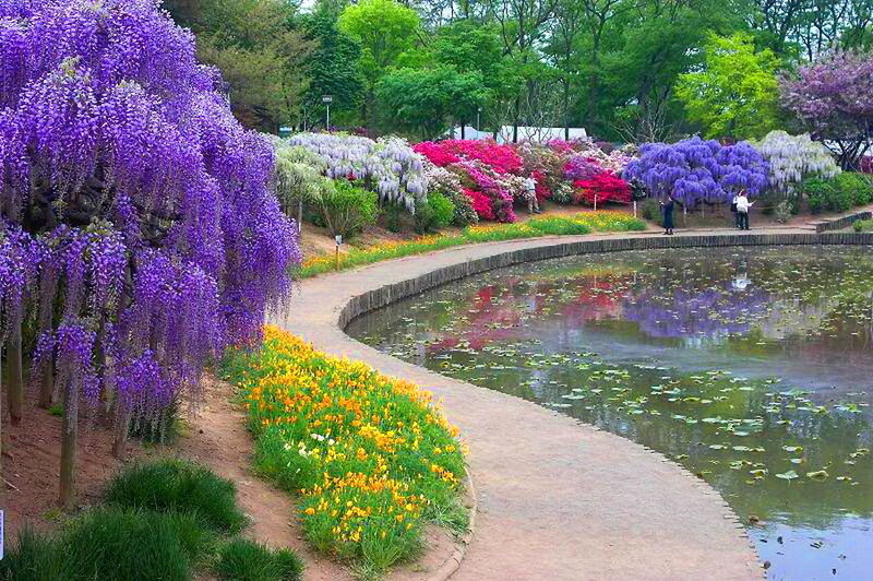 Wisteria and Azalea Garden