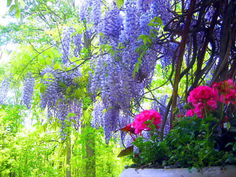 Wisteria and Geraniums