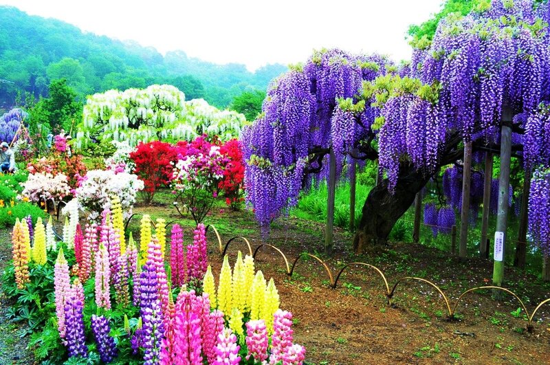 Wisteria and Lupine Flowers