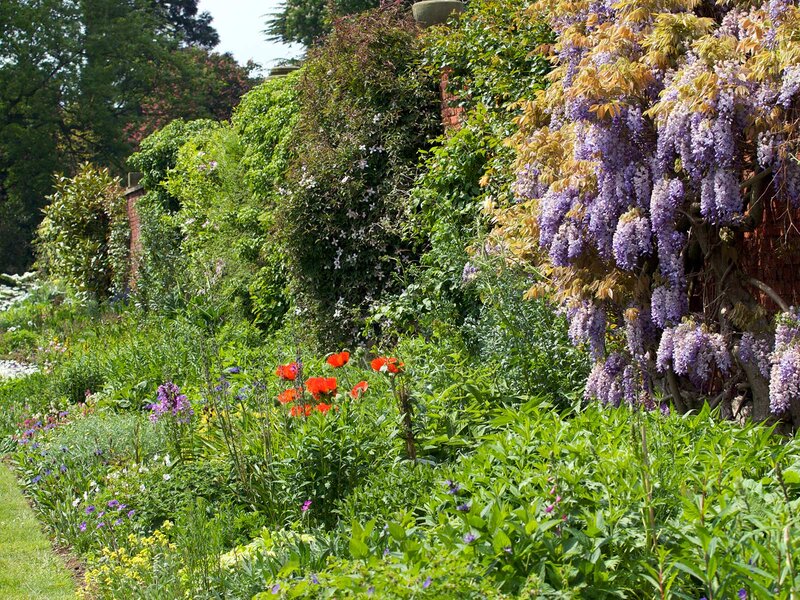 Wisteria and Poppies