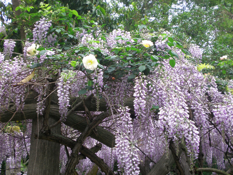 Wisteria and Roses on Trellis