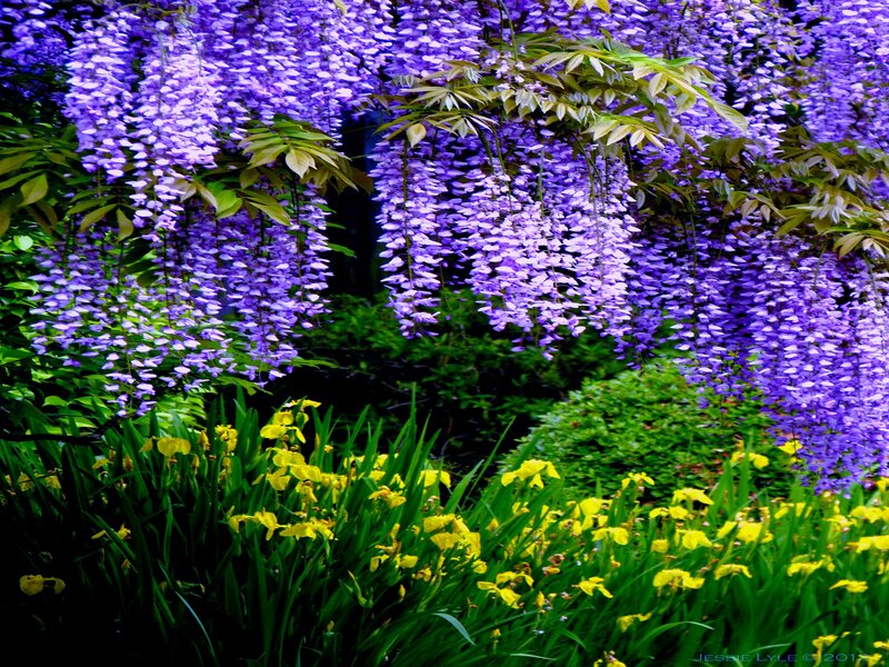 Wisteria and Yellow Irises