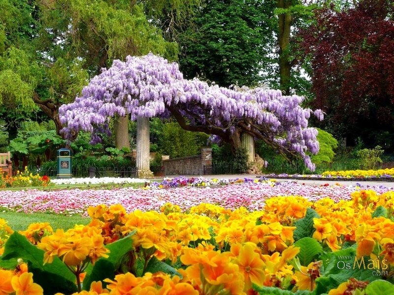 Wisteria Arbor in Garden — Purple