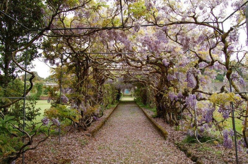 wisteria arbor in garden