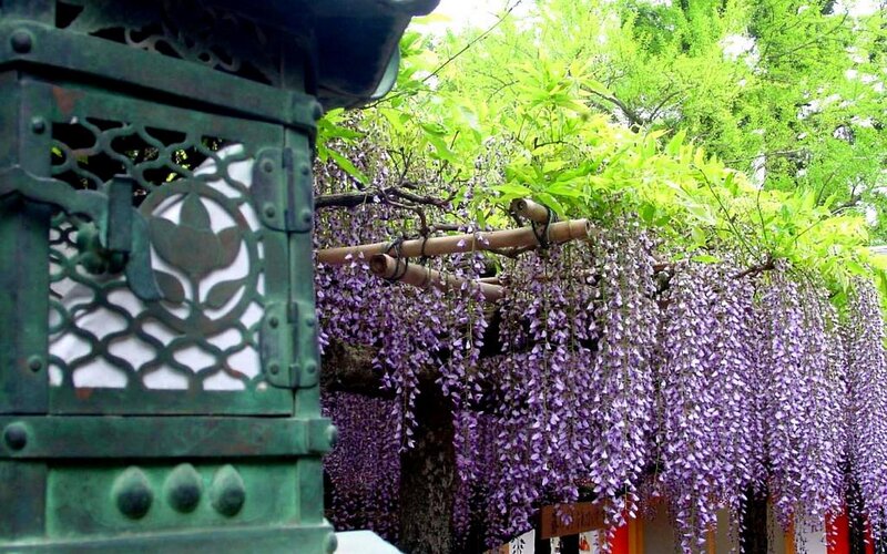 Wisteria at a Japanese temple