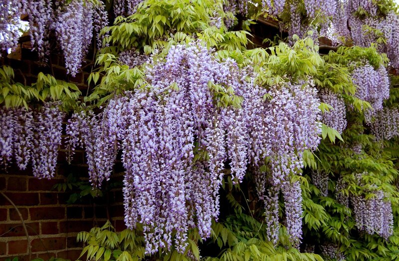 Wisteria blooming on brick wall