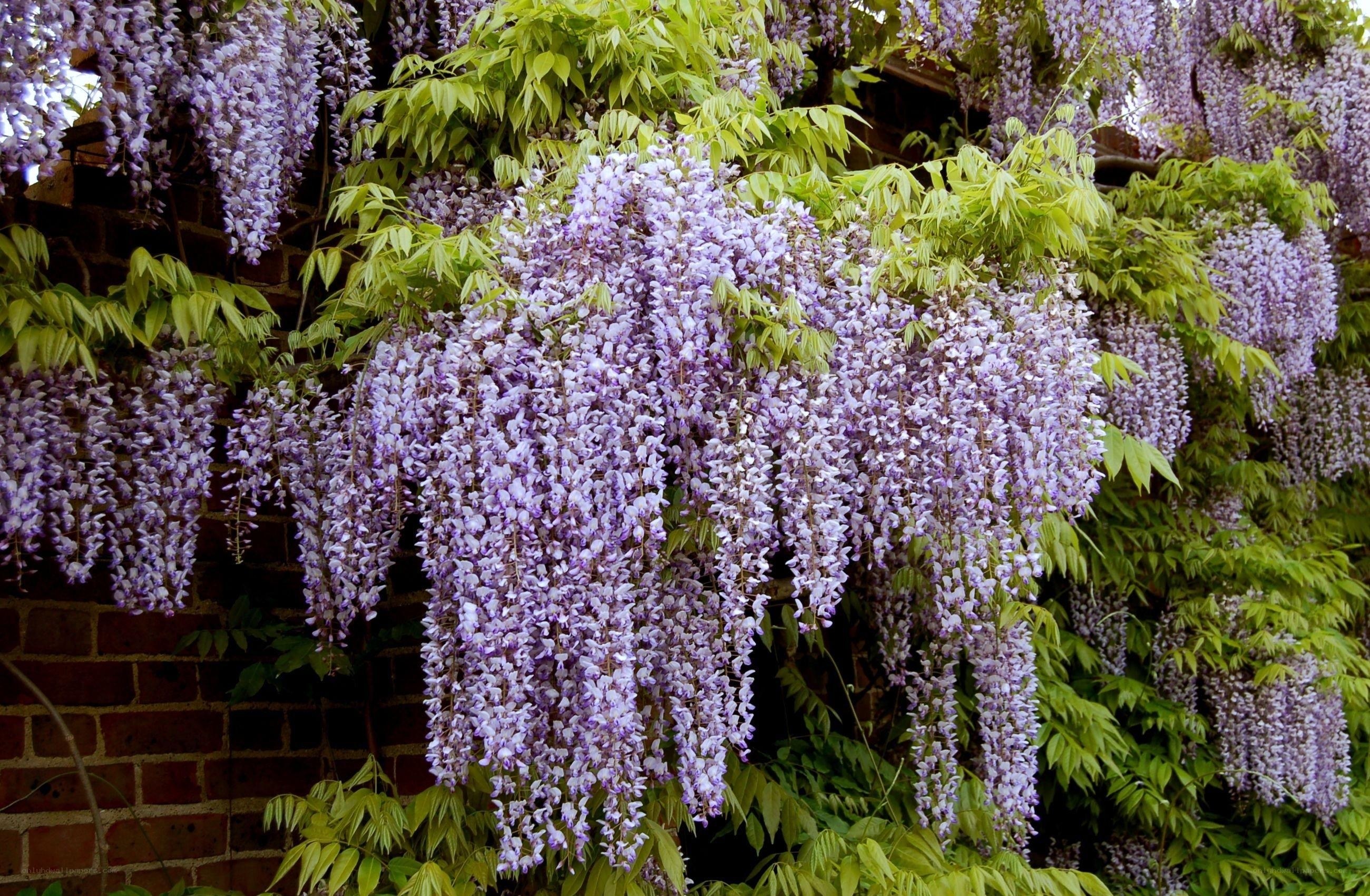 Wisteria blooming on brick wall