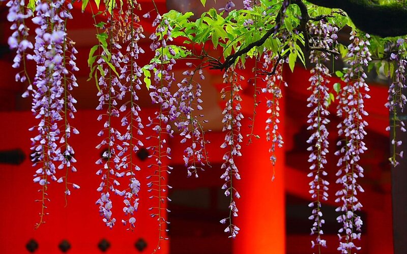 Wisteria blossoms at a temple