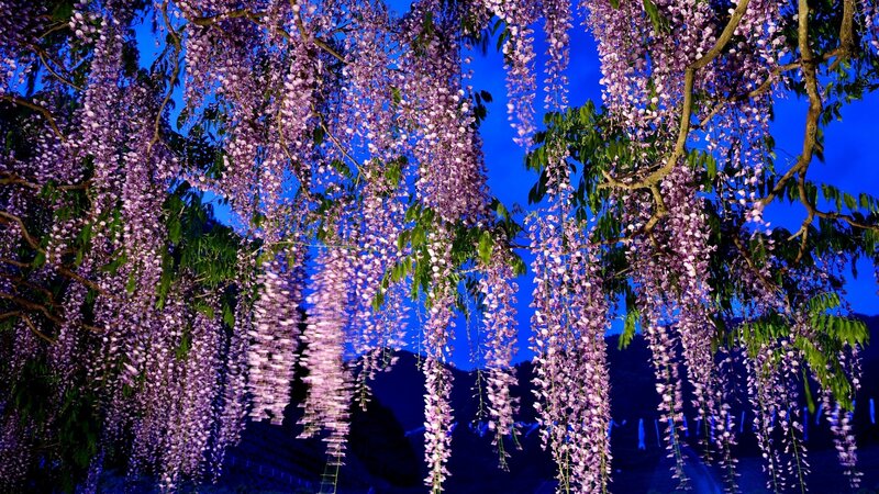 Wisteria Blossoms at Night